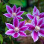 6213027_clematis_piilu_03