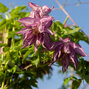 2243359_clematis_pink_surprise_01