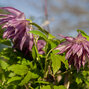 2243359_clematis_pink_surprise_02