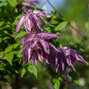 2243359_clematis_pink_surprise_03