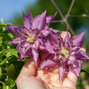 2243359_clematis_pink_surprise_04
