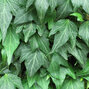 3252129_hedera_green_ripple_03
