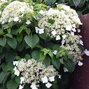 4252810_hydrangea_petiolaris_01