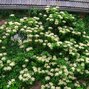 4252810_hydrangea_petiolaris_03