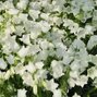 3251033_campanula_jingle_white_01