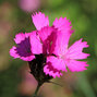 4252365_dianthus_carthusianorum_01