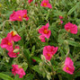 10250509_helianthemum_pink_supreme_01