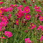 10250509_helianthemum_pink_supreme_03