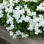 3253445_aubrieta_florado_white_01