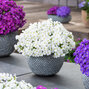 3253445_aubrieta_florado_white_02