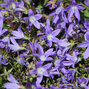 3254096_campanula_posch