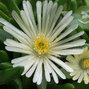 4222888_delosperma_alba_01