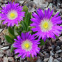 5210105_delosperma_ashtonii_01