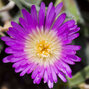 5210105_delosperma_ashtonii_02