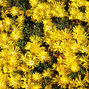 9253725_delosperma_yellow_01