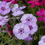 9250572_phlox_boothman_s_variety_01