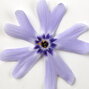 3252629_phlox_fabulous_blue_violet_01