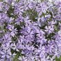 3252629_phlox_fabulous_blue_violet_02