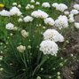 6251355_armeria_abbey_white_01