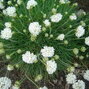 6251355_armeria_abbey_white_02