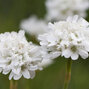 5240044_armeria_alba_01