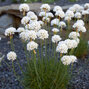 5240044_armeria_alba_02
