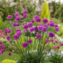 3254090_armeria_ballerina_purple_rose_02