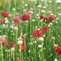 6253444_armeria_ballerina_red_02