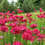 6253444_armeria_ballerina_red_03
