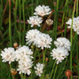 3254148_armeria_ballerina_white_01