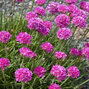7250045_armeria_dusseldorfer_stolz_02
