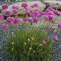 7250045_armeria_dusseldorfer_stolz_03