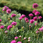 4337_armeria_splendens_02