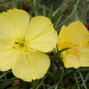 3200336_oenothera_shimmer_01