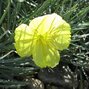 3200336_oenothera_shimmer_02