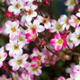 3252227_saxifraga_marto_picotee_red_01