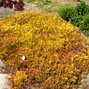 5250417_sedum_angelina_01