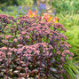 8254743_sedum_back_in_black_03