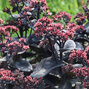 8254743_sedum_back_in_black_04