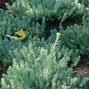 5243633_sedum_blue_spruce_03