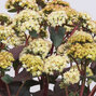 9251220_sedum_eline_02