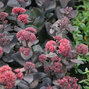6254109_sedum_jose_aubergine_01