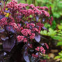 6254109_sedum_jose_aubergine_02