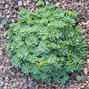 4211089_sedum_pachyclados_01