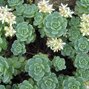 4211089_sedum_pachyclados_02