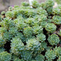 4211089_sedum_pachyclados_03