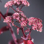 5212563_sedum_xenox_01