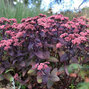 5212563_sedum_xenox_04
