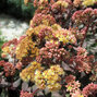 6250422_sedum_xenox_yellow_07