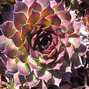 9250448_sempervivum_noir_01
